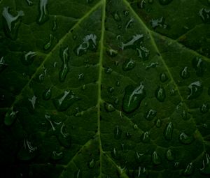 Preview wallpaper veins, leaf, drops, macro, water