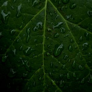 Preview wallpaper veins, leaf, drops, macro, water