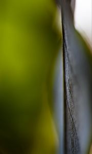 Preview wallpaper veins, leaf, green, blur, macro