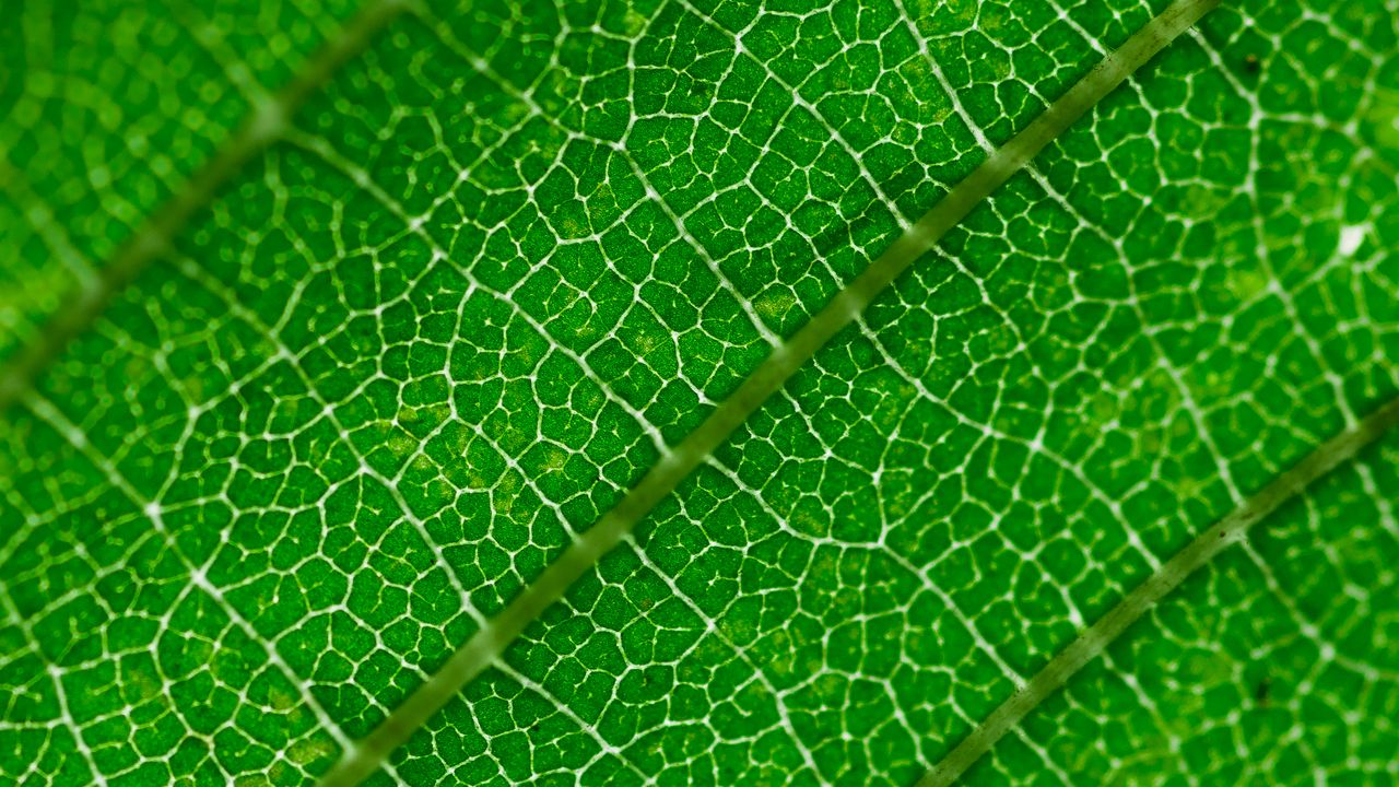 Wallpaper veins, leaf, green, macro