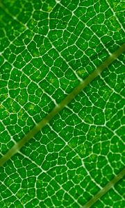 Preview wallpaper veins, leaf, green, macro