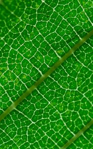 Preview wallpaper veins, leaf, green, macro