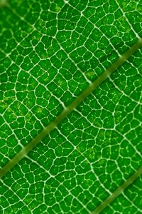 Preview wallpaper veins, leaf, green, macro
