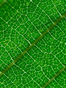 Preview wallpaper veins, leaf, green, macro