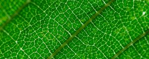 Preview wallpaper veins, leaf, green, macro