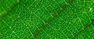 Preview wallpaper veins, leaf, green, macro
