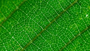 Preview wallpaper veins, leaf, green, macro
