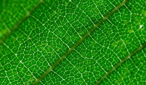 Preview wallpaper veins, leaf, green, macro