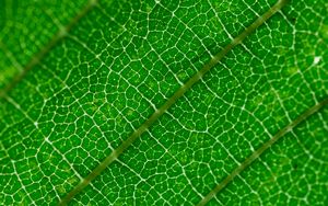 Preview wallpaper veins, leaf, green, macro