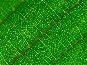 Preview wallpaper veins, leaf, green, macro