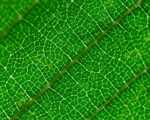 Preview wallpaper veins, leaf, green, macro