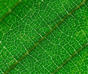 Preview wallpaper veins, leaf, green, macro