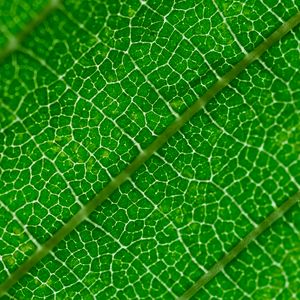Preview wallpaper veins, leaf, green, macro