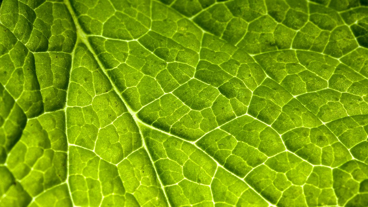 Wallpaper veins, leaf, macro, plant