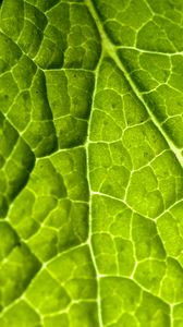 Preview wallpaper veins, leaf, macro, plant