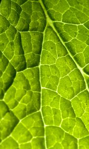 Preview wallpaper veins, leaf, macro, plant