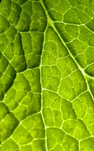 Preview wallpaper veins, leaf, macro, plant