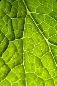 Preview wallpaper veins, leaf, macro, plant
