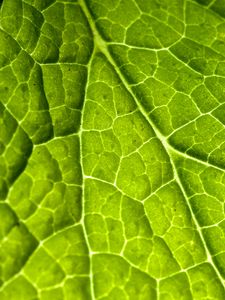 Preview wallpaper veins, leaf, macro, plant