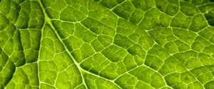 Preview wallpaper veins, leaf, macro, plant