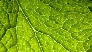 Preview wallpaper veins, leaf, macro, plant