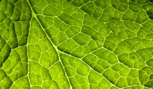 Preview wallpaper veins, leaf, macro, plant