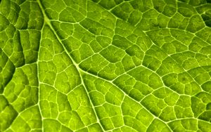 Preview wallpaper veins, leaf, macro, plant