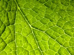 Preview wallpaper veins, leaf, macro, plant