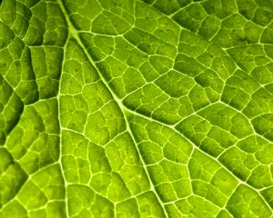 Preview wallpaper veins, leaf, macro, plant