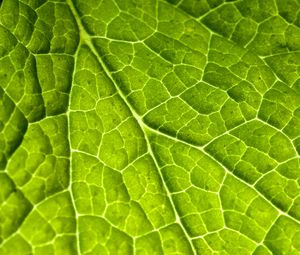 Preview wallpaper veins, leaf, macro, plant