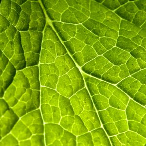 Preview wallpaper veins, leaf, macro, plant