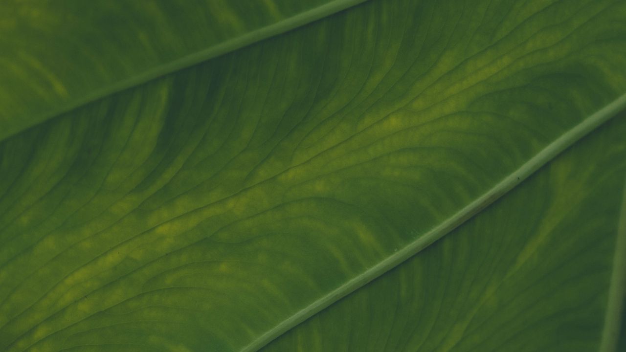 Wallpaper veins, leaf, macro, plant, green