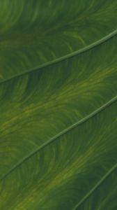 Preview wallpaper veins, leaf, macro, plant, green