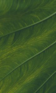 Preview wallpaper veins, leaf, macro, plant, green