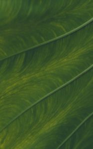 Preview wallpaper veins, leaf, macro, plant, green
