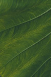 Preview wallpaper veins, leaf, macro, plant, green