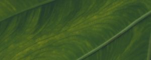 Preview wallpaper veins, leaf, macro, plant, green