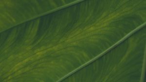 Preview wallpaper veins, leaf, macro, plant, green