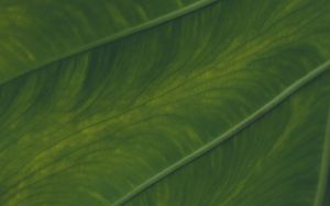 Preview wallpaper veins, leaf, macro, plant, green