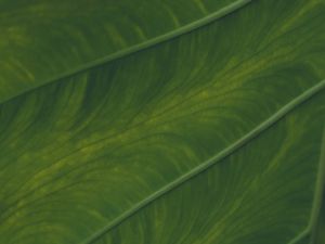 Preview wallpaper veins, leaf, macro, plant, green
