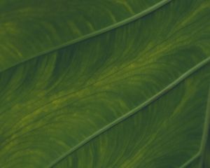 Preview wallpaper veins, leaf, macro, plant, green