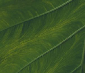 Preview wallpaper veins, leaf, macro, plant, green