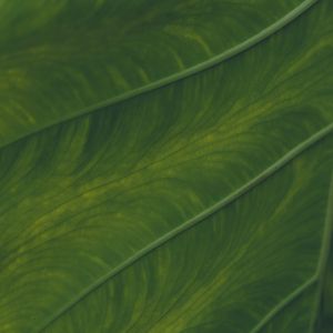 Preview wallpaper veins, leaf, macro, plant, green