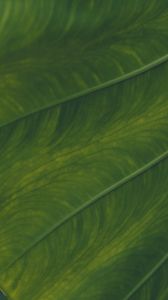 Preview wallpaper veins, leaf, macro, green, plant