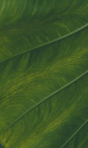 Preview wallpaper veins, leaf, macro, green, plant