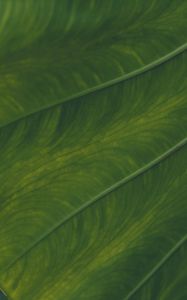 Preview wallpaper veins, leaf, macro, green, plant