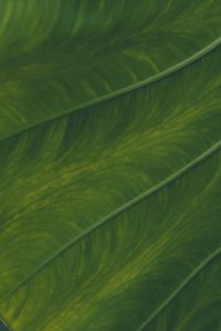 Preview wallpaper veins, leaf, macro, green, plant
