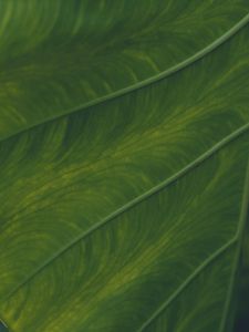 Preview wallpaper veins, leaf, macro, green, plant