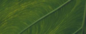 Preview wallpaper veins, leaf, macro, green, plant