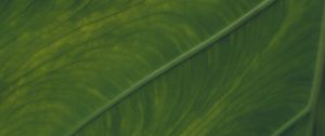 Preview wallpaper veins, leaf, macro, green, plant